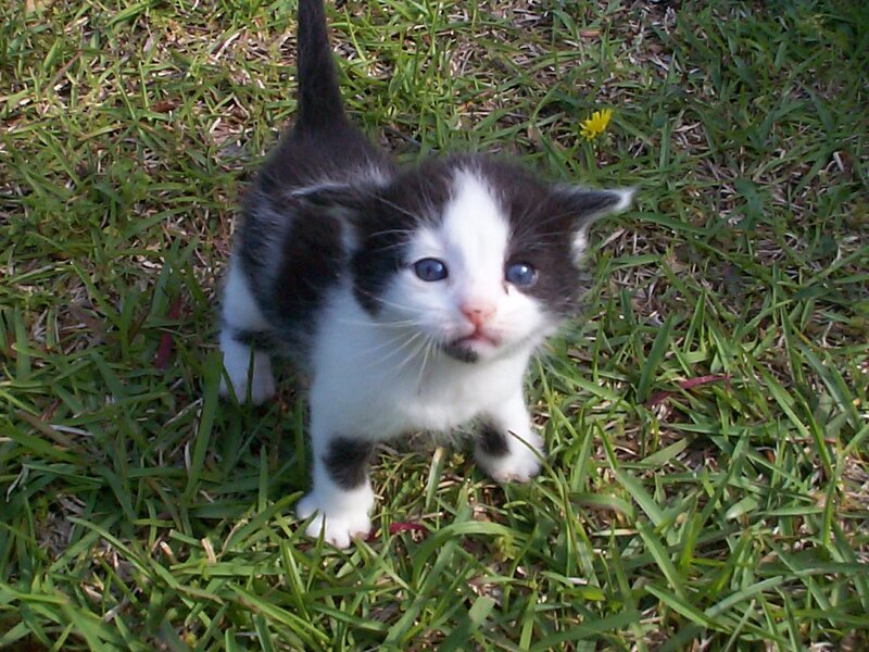 How to Introduce a New Cat to Your Household