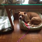 How to Keep Your Pet Safe in Hotel Rooms