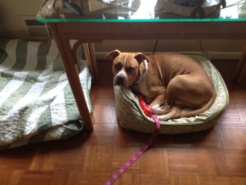 How to Keep Your Pet Safe in Hotel Rooms How to Keep Your Pet Safe in Hotel Rooms