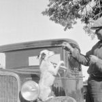 How to Safely Transport an Injured Pet