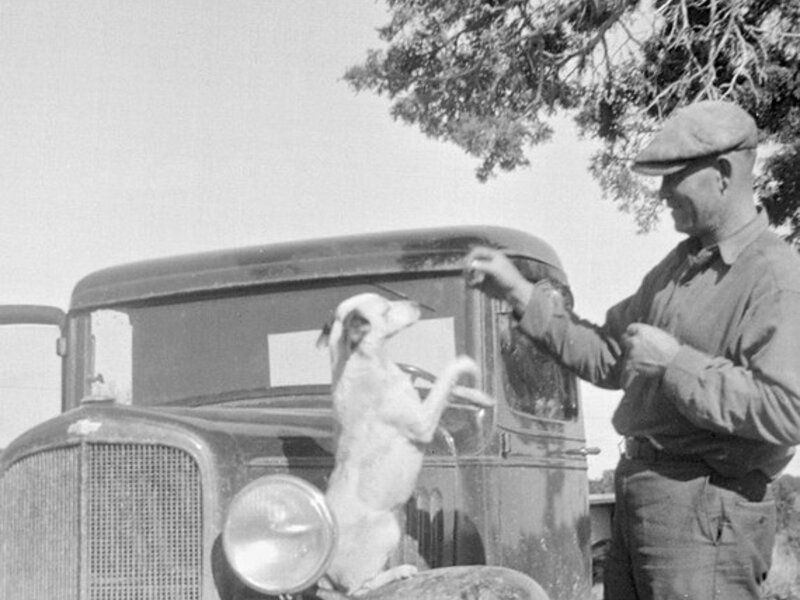 How to Safely Transport an Injured Pet