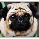 How to Stop Bleeding from a Pet Wound
