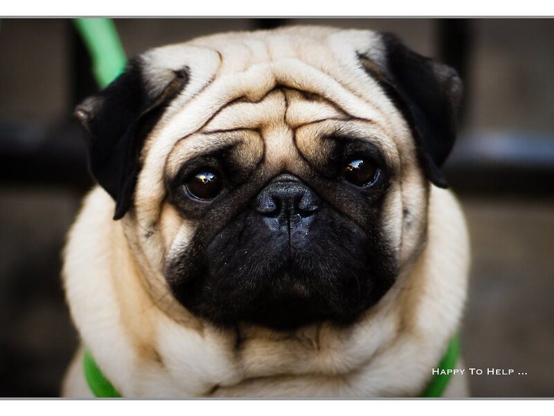 How to Stop Bleeding from a Pet Wound