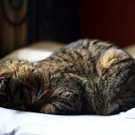 How to Stop Your Dog from Jumping on People