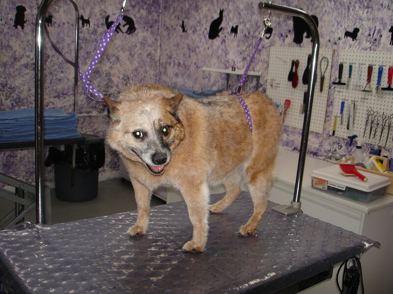 How to Train a Stubborn Dog Breed