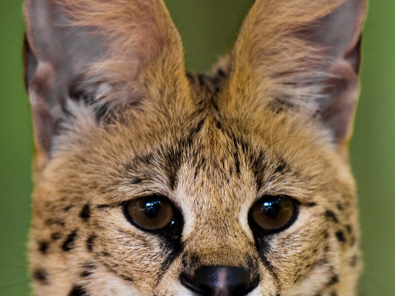 How to Train Your Dog Around Other Animals