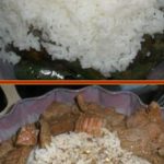 Human Foods Dogs Can and Cannot Eat