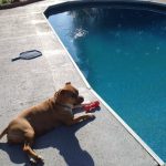 Hypothermia in Pets: Rare But Possible in Florida