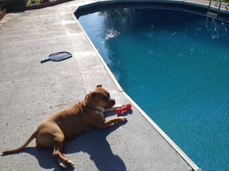 Hypothermia in Pets: Rare But Possible in Florida Hypothermia in Pets: Rare But Possible in Florida