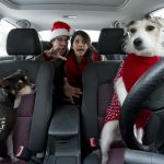 International Pet Travel: Documents and Requirements