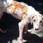 Joint Health for Dogs: Starting Prevention Early