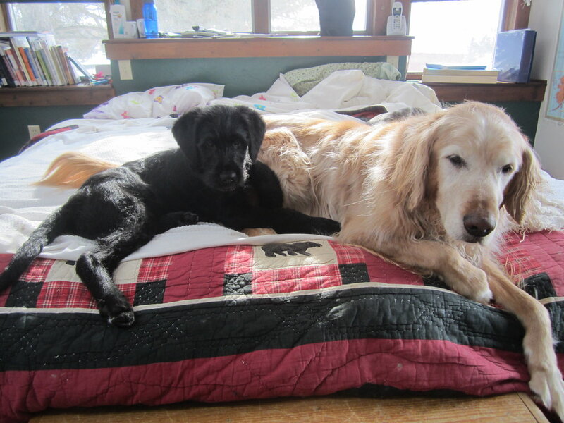 Joint Supplements for Senior Dogs: What Works