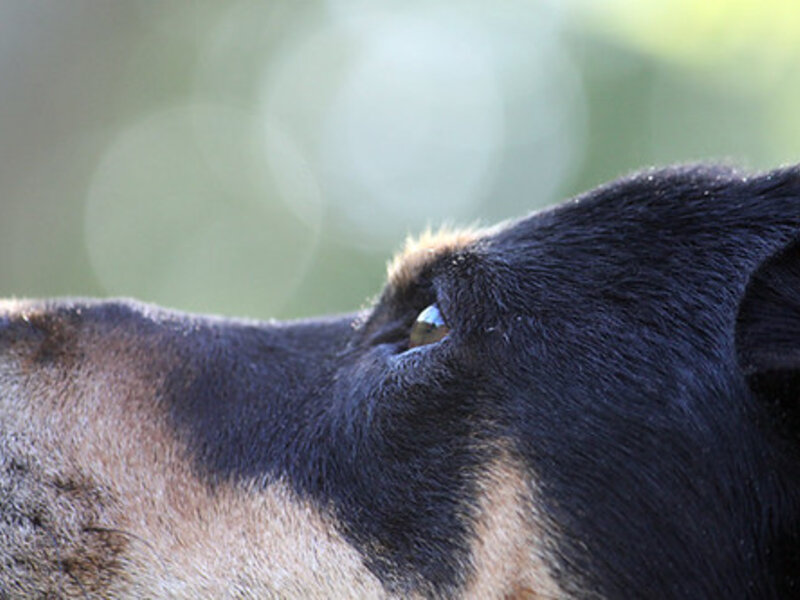 Legal Exotic Pets in Florida: What You Can Own