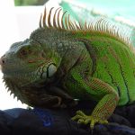 Leopard Gecko Care: Habitat, Diet, and Health