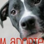 Mental Health for Pets: Recognizing Depression