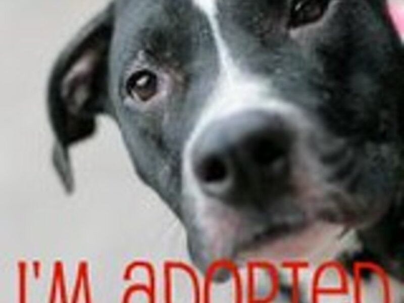 Mental Health for Pets: Recognizing Depression