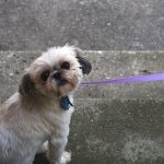 Microchipping Your Pet: Why It Is Essential