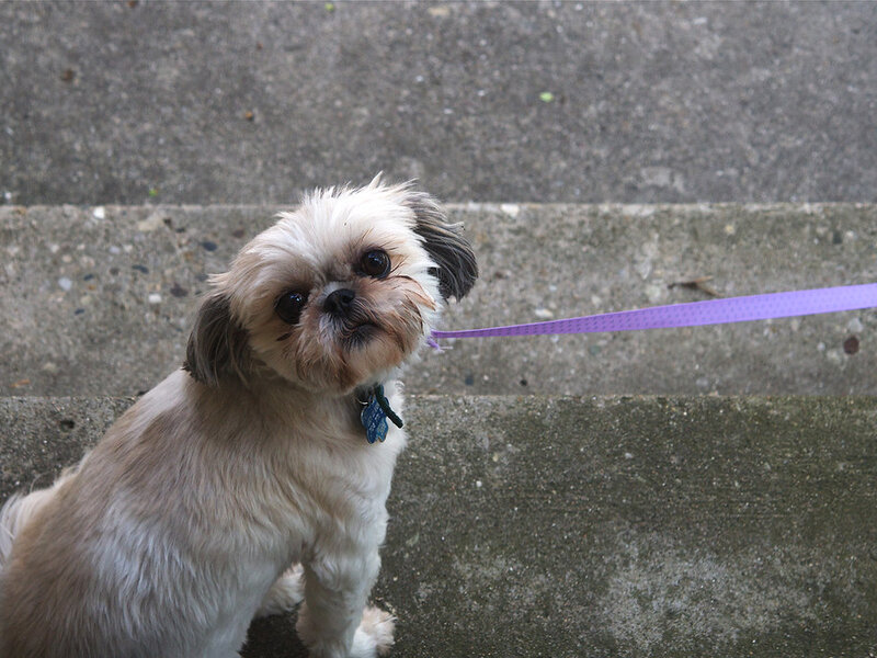 Microchipping Your Pet: Why It Is Essential Microchipping Your Pet: Why It Is Essential