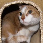 Multi-Cat Households: Reducing Stress and Conflict