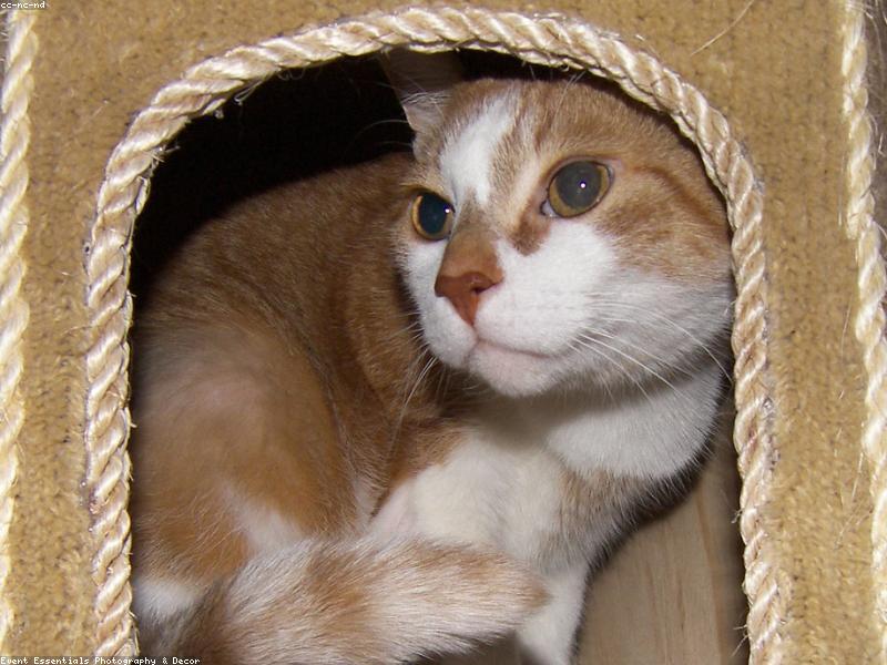 Multi-Cat Households: Reducing Stress and Conflict