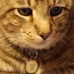 Paw Pad Injuries: Hot Pavement and Sharp Objects