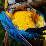 Pet Bird Care: Parrots, Parakeets, and Cockatiels