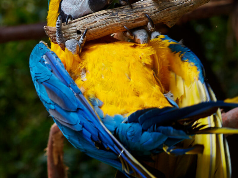 Pet Bird Care: Parrots, Parakeets, and Cockatiels