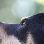 Pet Care During Home Renovations