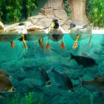 Pet First Aid for Fish Hook Injuries