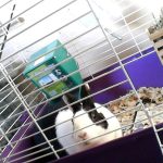 Pet-Friendly Hotels in Southwest Florida