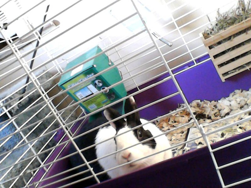 Pet-Friendly Hotels in Southwest Florida Pet-Friendly Hotels in Southwest Florida