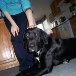 Pet Hydration: How Much Water Does Your Pet Need?