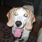 Pet Insurance: Is It Worth the Investment?