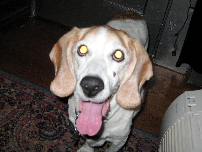 Pet Insurance: Is It Worth the Investment?