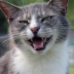 Pet Sitting for Cats: Why Felines Prefer Staying Home