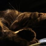 Pet Sitting for Dogs with Special Needs