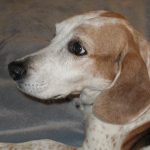 Pet Skin Health: Common Conditions and Treatments
