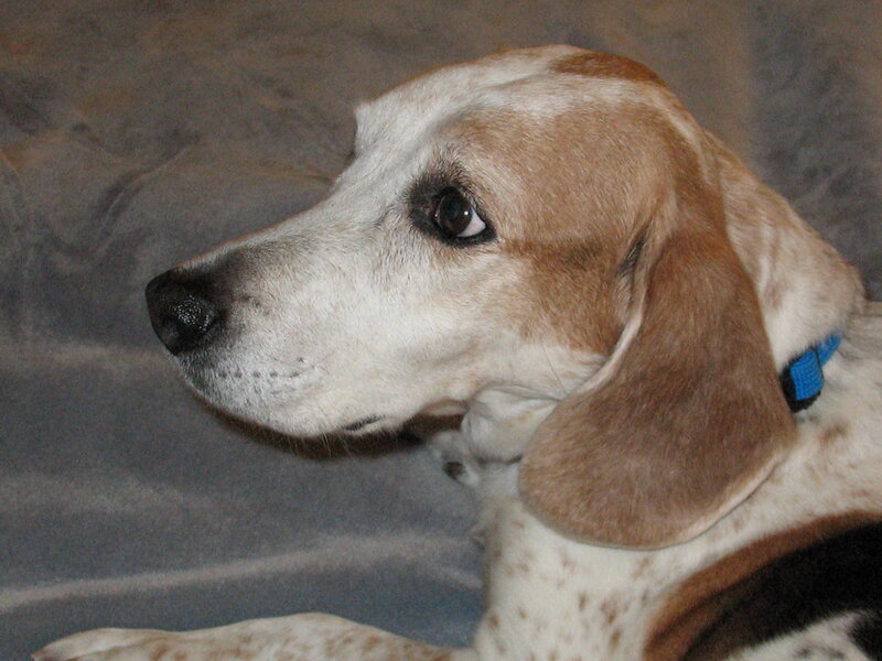 Pet Skin Health: Common Conditions and Treatments