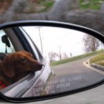 Pet Travel Carriers: Choosing the Right One