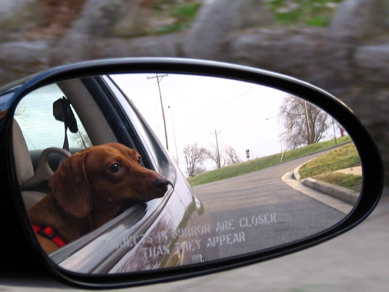 Pet Travel Carriers: Choosing the Right One