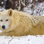 Pheromone Products for Pet Anxiety: A Review