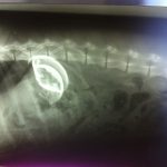 Preventive Pet Care: Why Regular Checkups Save Lives