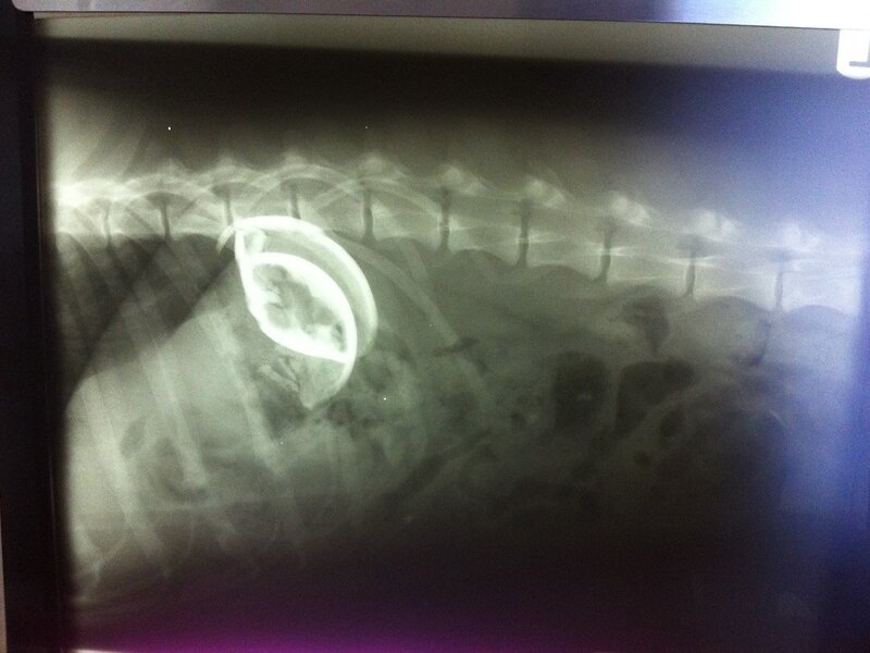 Preventive Pet Care: Why Regular Checkups Save Lives