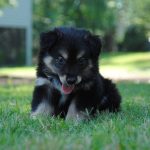 Puppy Biting and Nipping: How to Stop It