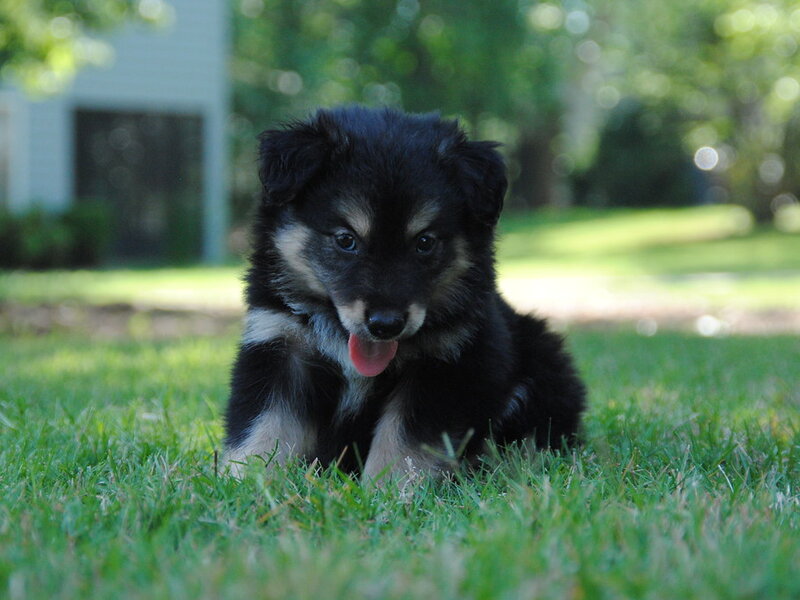 Puppy Biting and Nipping: How to Stop It Puppy Biting and Nipping: How to Stop It