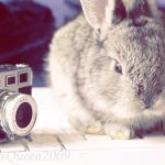 Rabbit Care 101: Housing, Diet, and Health