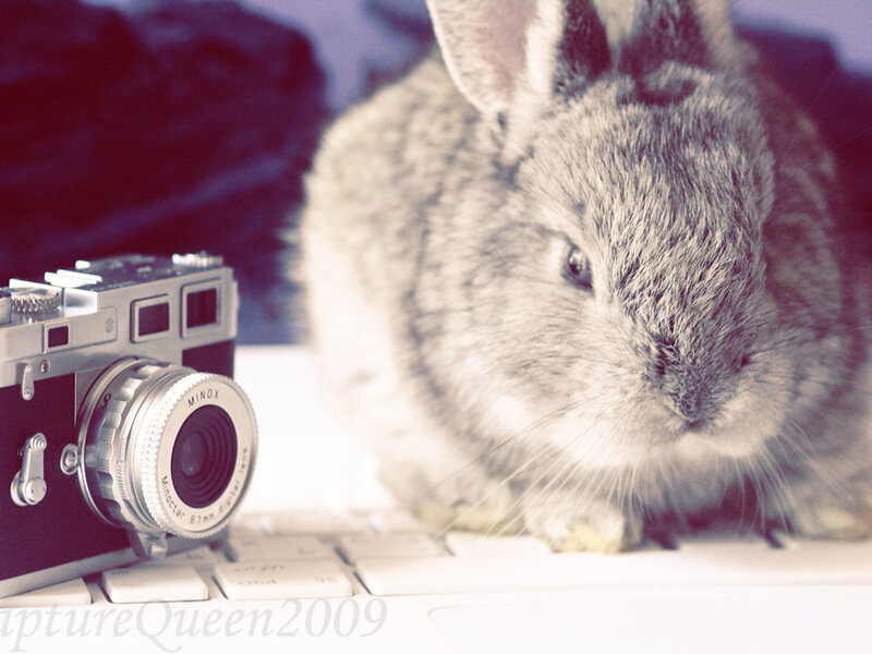 Rabbit Care 101: Housing, Diet, and Health
