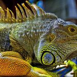 Reptile Lighting Guide: UVB and Basking Requirements Explained