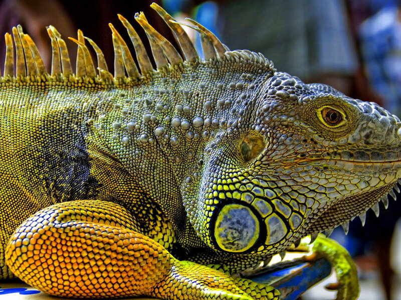 Reptile Lighting Guide: UVB and Basking Requirements Explained