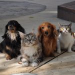 Safety Tips for Walking Your Dog at Night